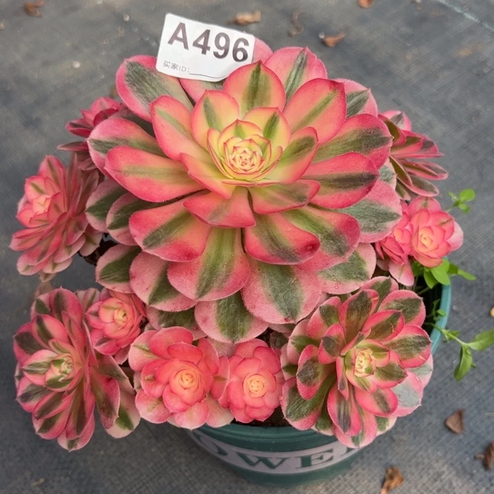 496倾城20厘米左右小精品