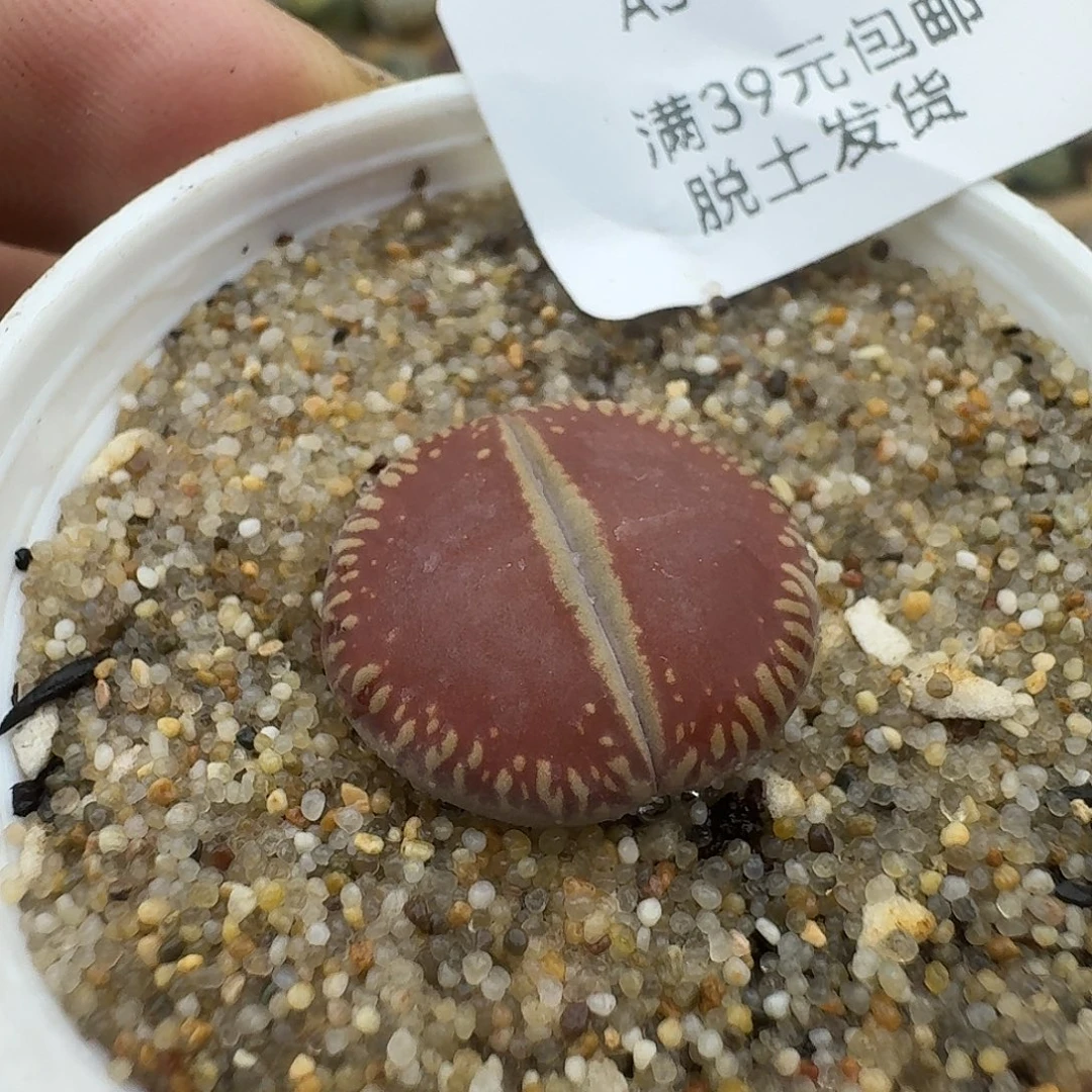 34多肉哈哈哈哈哈哈哈