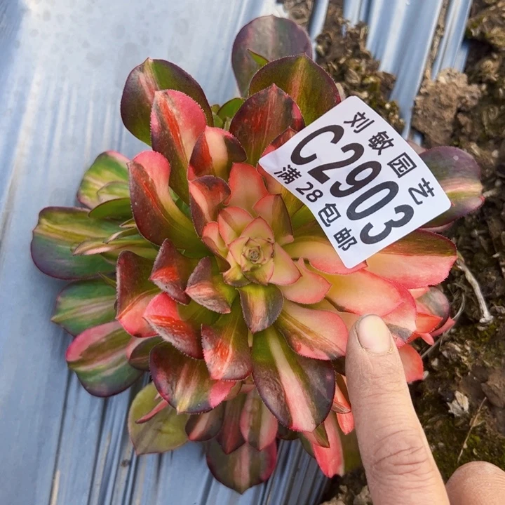 萧**姐2903多肉植物法师流星雨