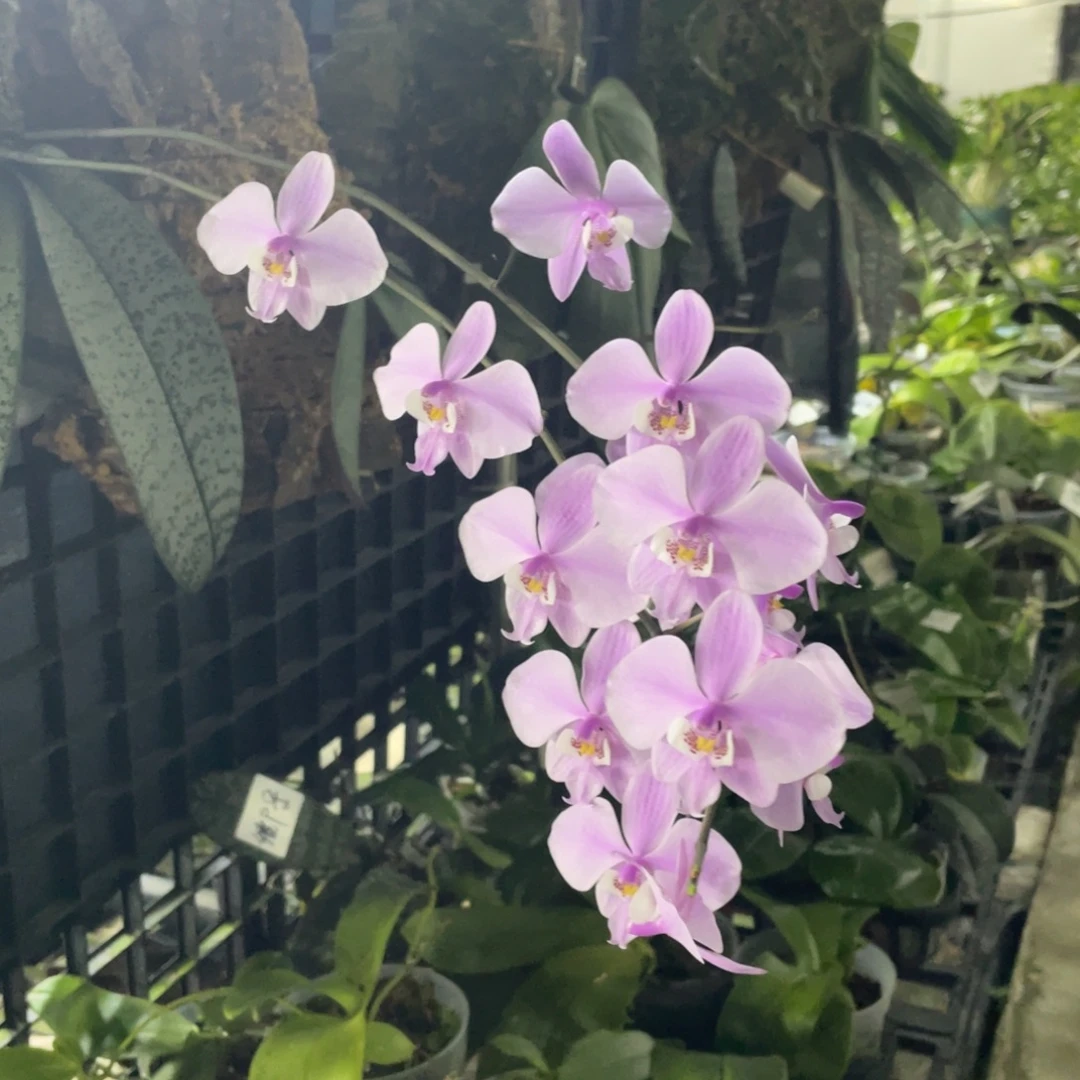 完全开放See银叶西板植