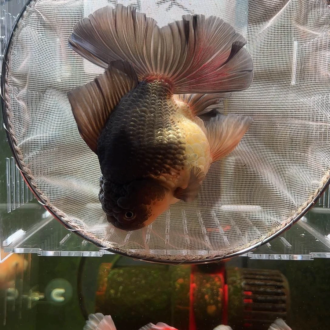 金鱼百褶泰狮亚成22