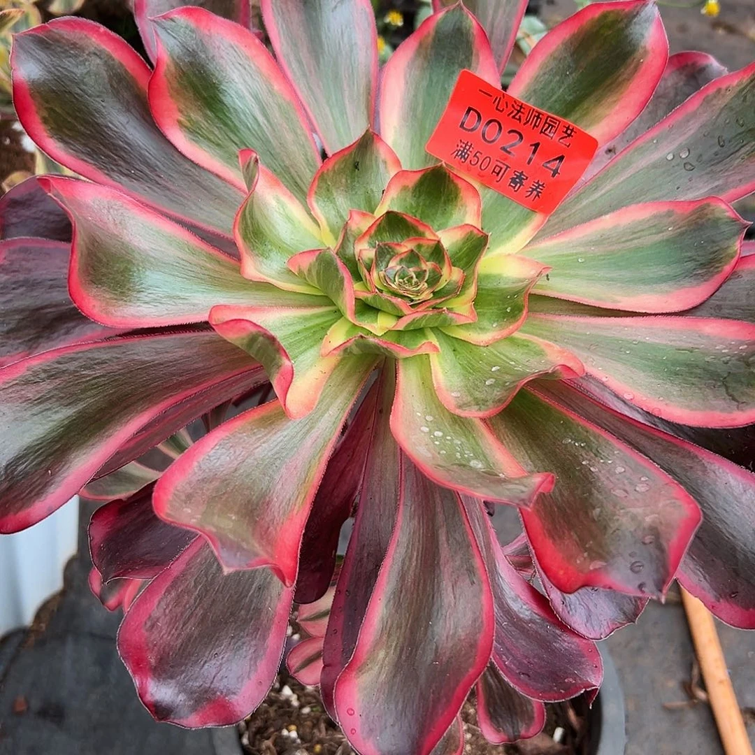 0214多肉植物巫毒白群