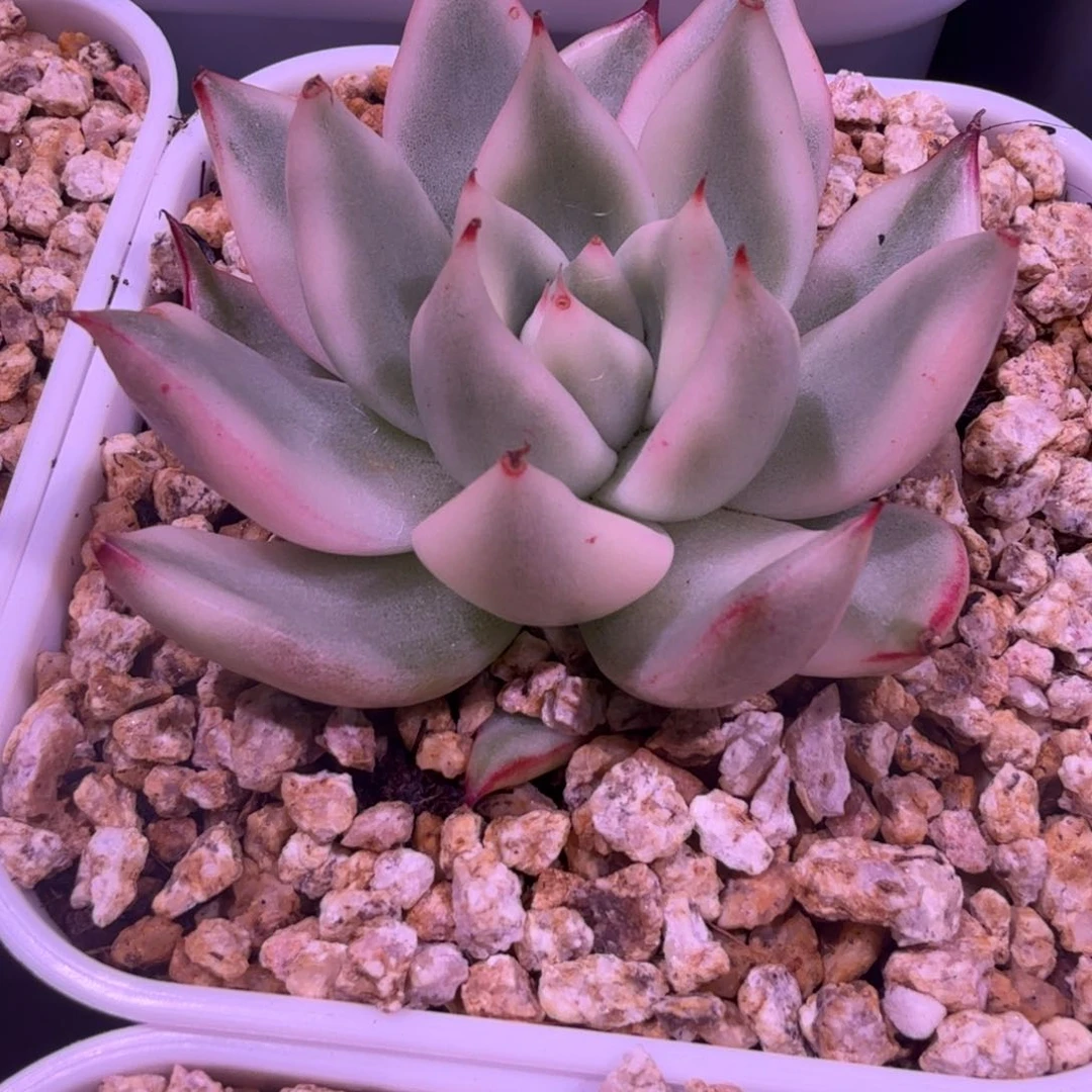 粉色玛丽亚锦多肉锦