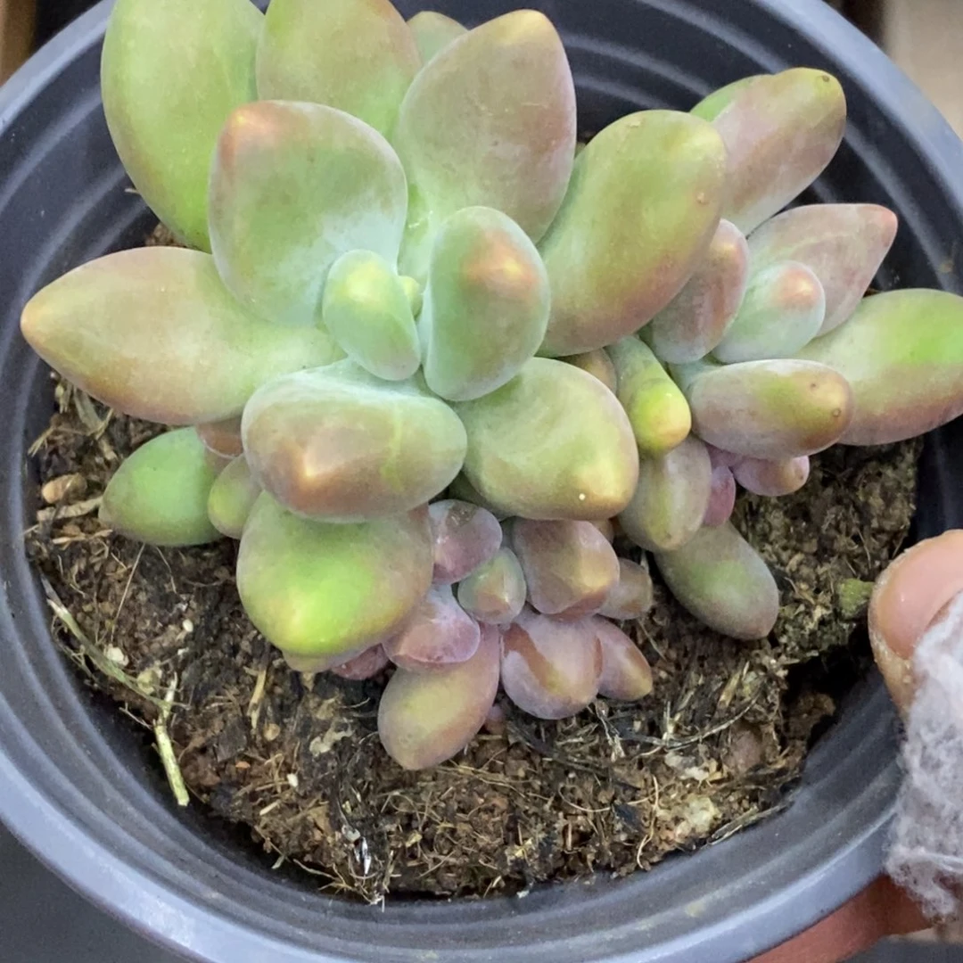 精品多肉一物一拍不包整457
