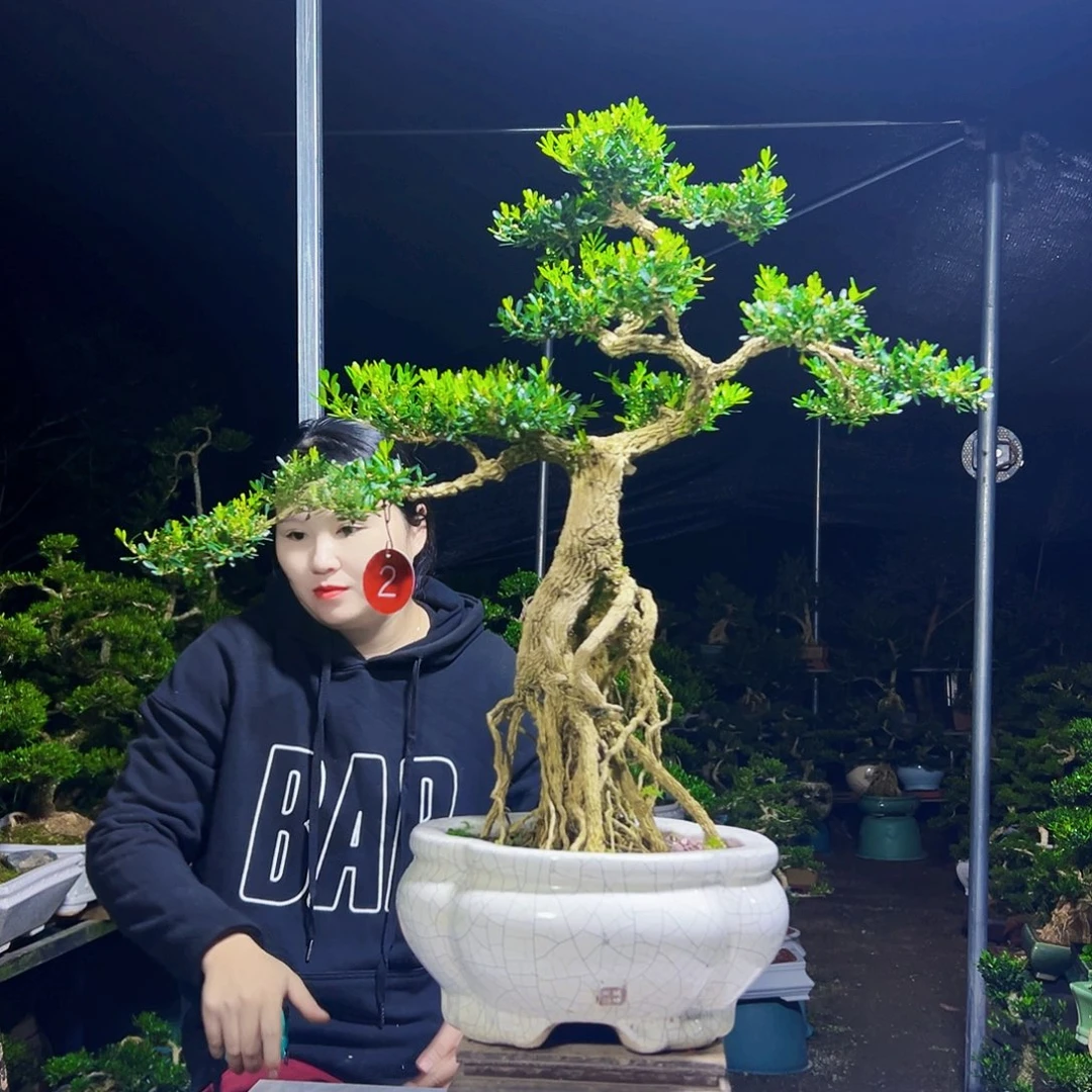 当前无花栽培后可以开花黄杨木