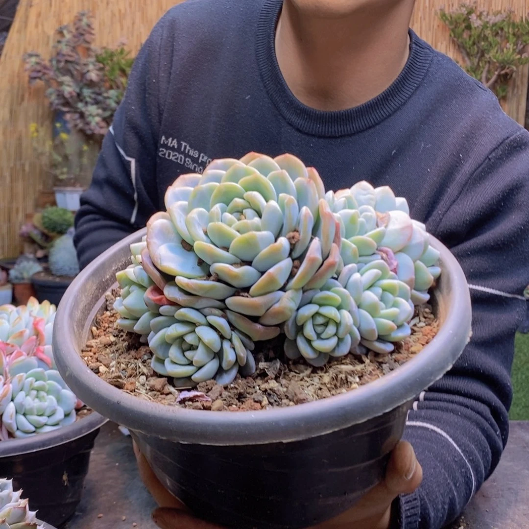 绍****司A83号冰玉手捧