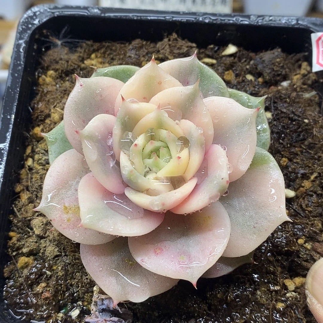 0261 绿底贝加尔湖覆轮锦