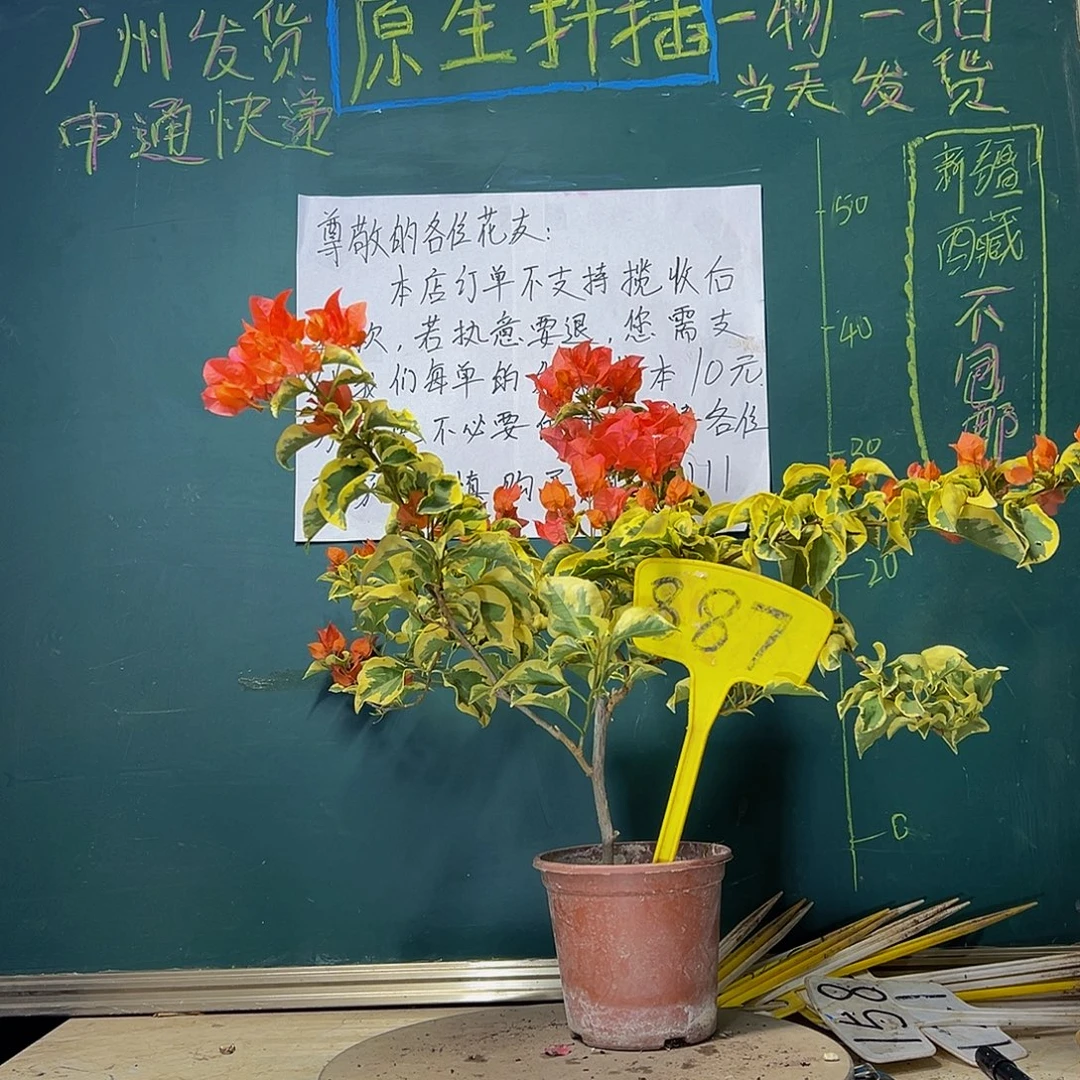 当前无花栽培后可以开花橙冰887