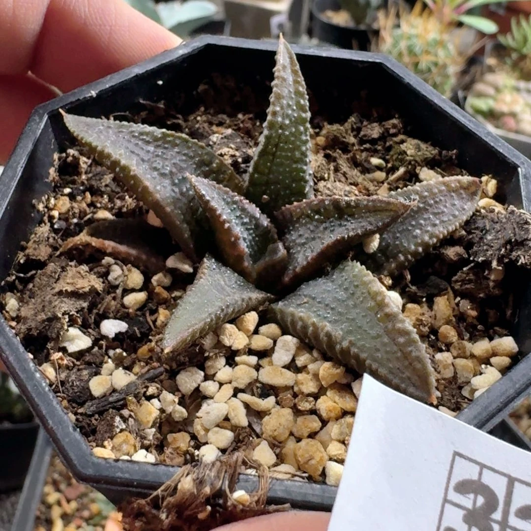 334黑王寿带盆发货
