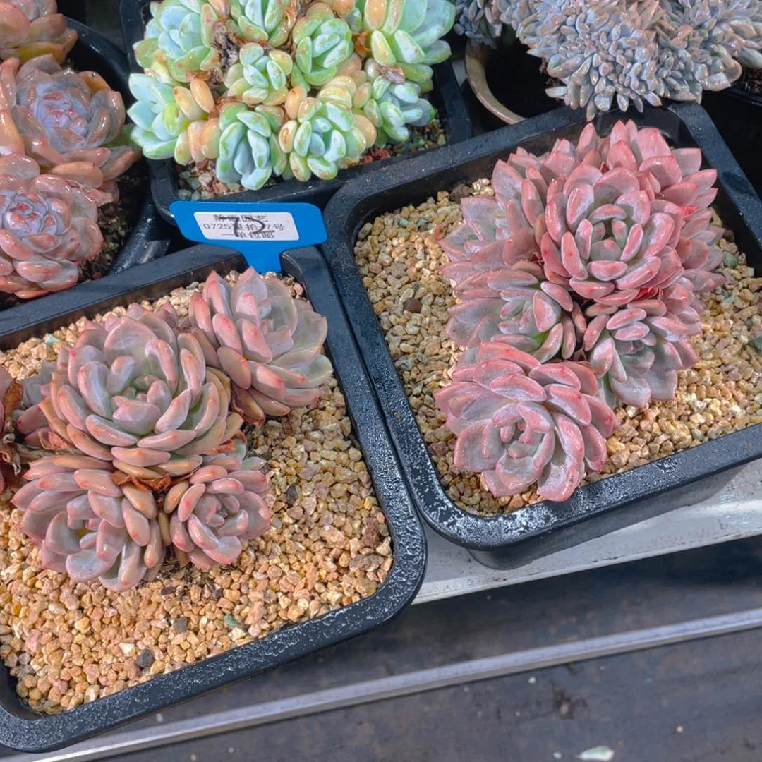 0726-72-凌雪大群生一颗