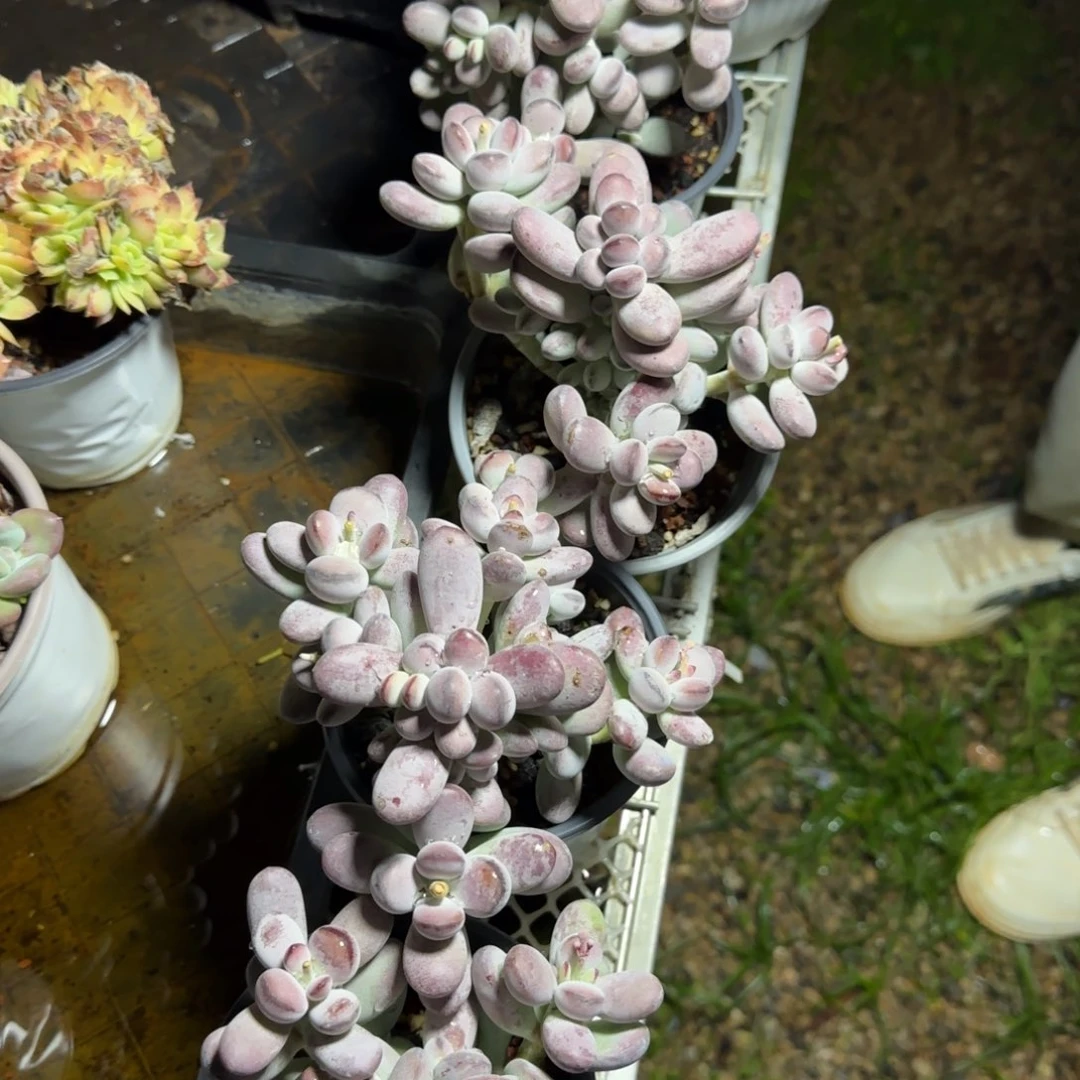 乒乓福娘777777777777777