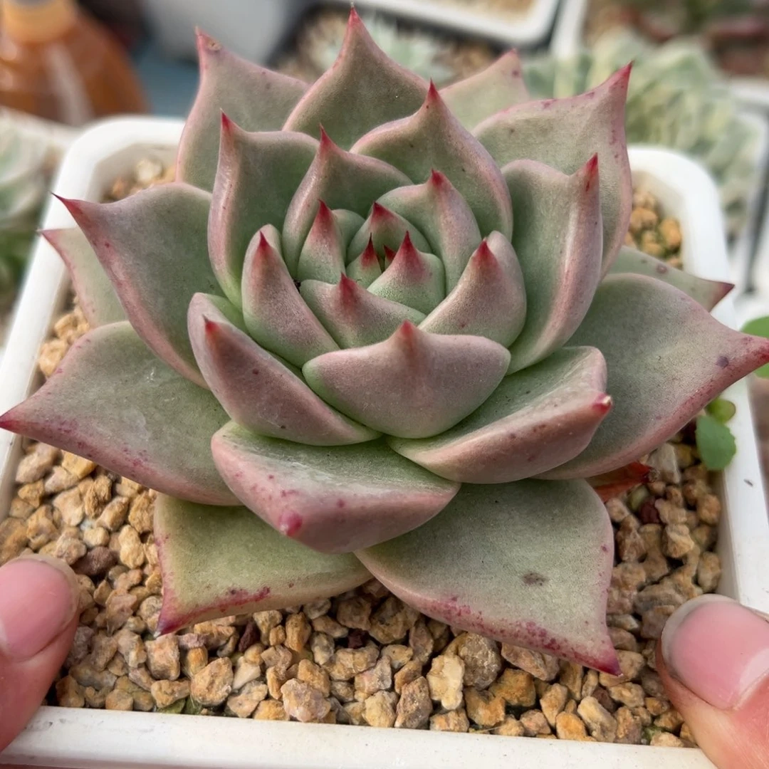 多肉植物一物一拍（5号）