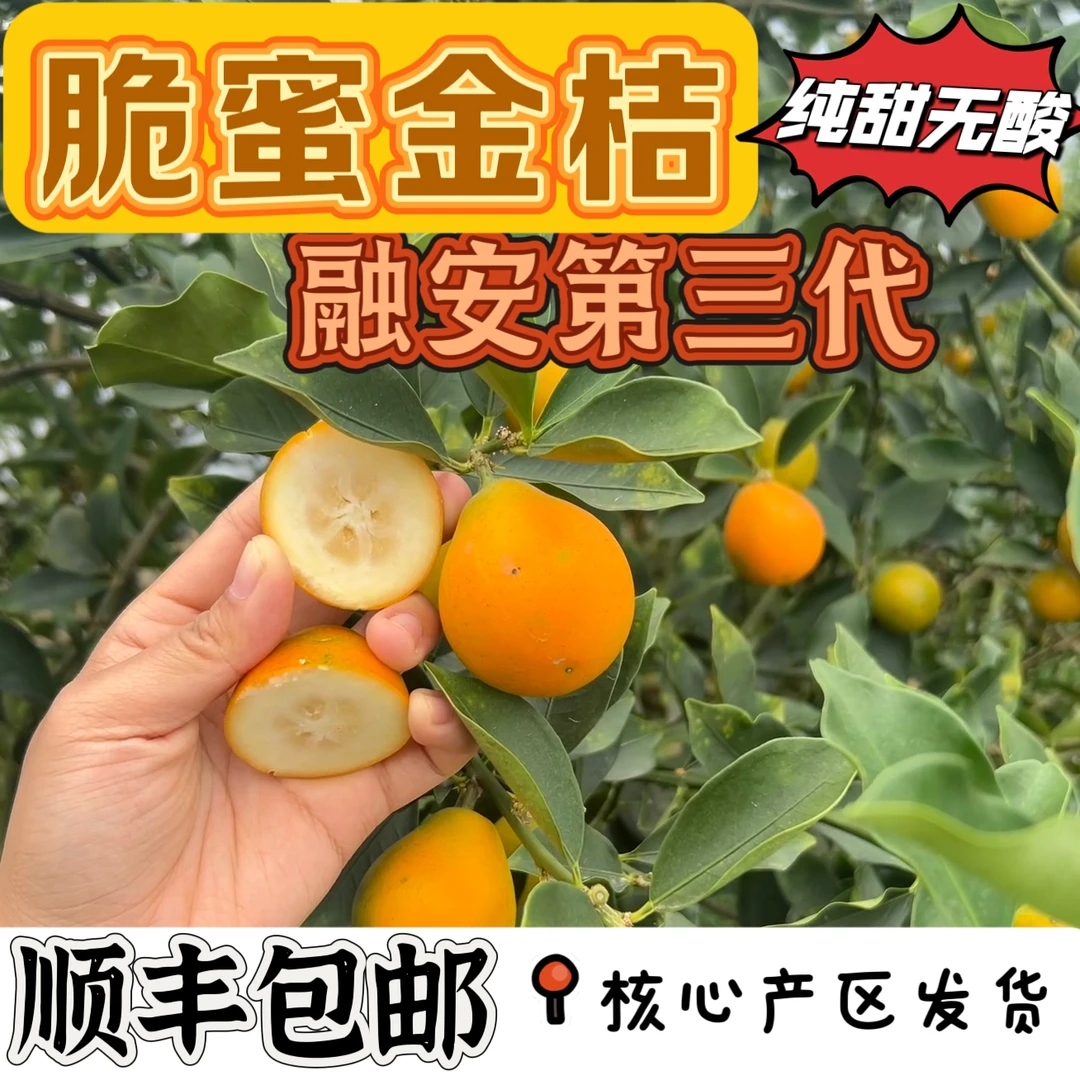 广西正宗融安脆蜜金柑金桔纯甜无酸现摘新鲜水果精美独立包装