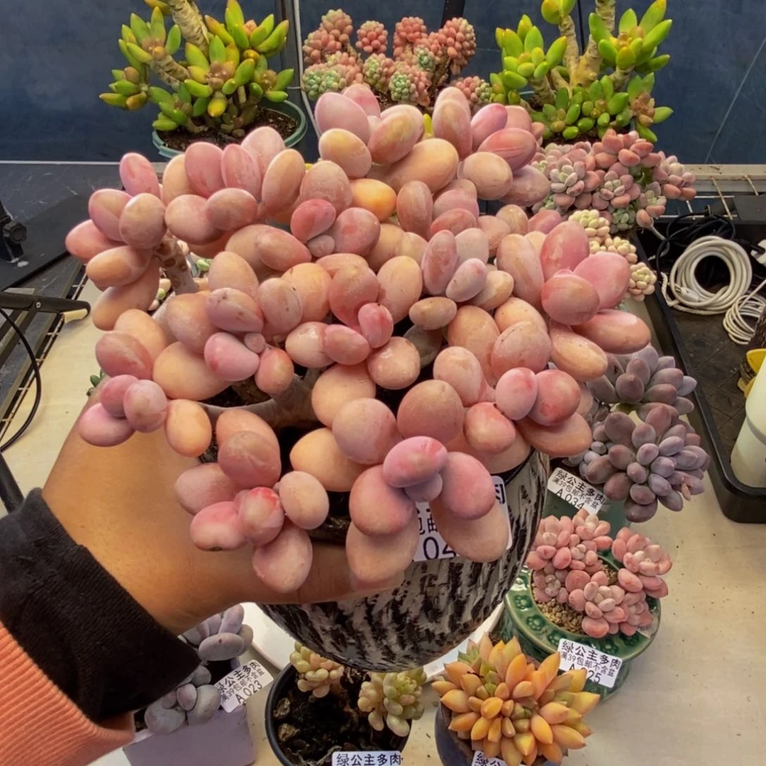 040糖果桃蛋多肉10cm有断枝