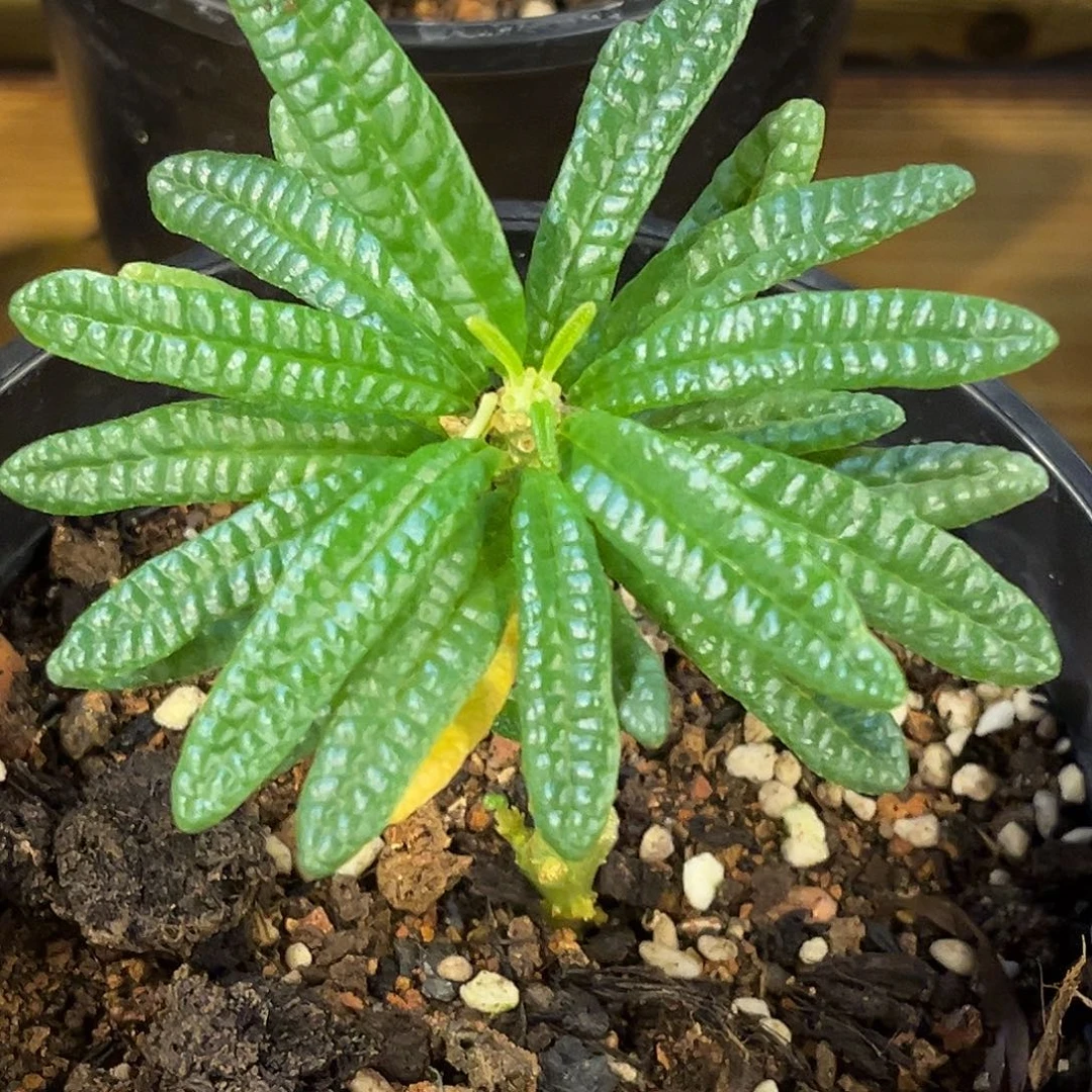 潮流植物泡泡叶琉桑，扦插