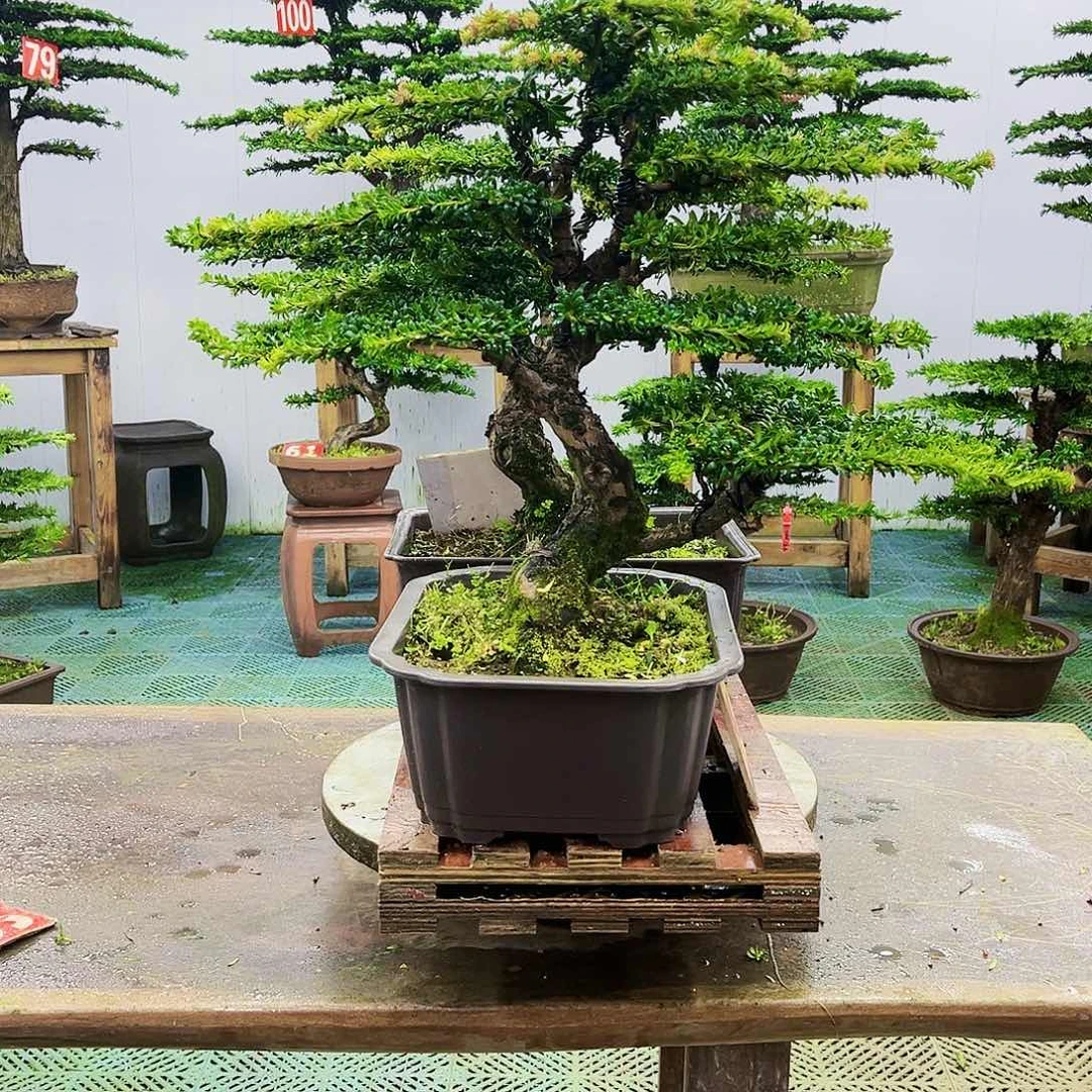 完全开放罗汉松盆景艺术