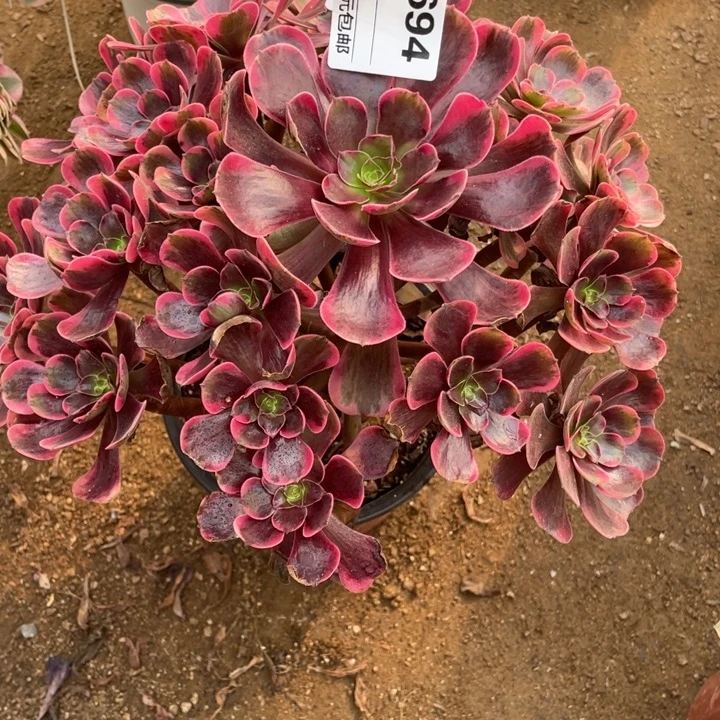 多肉植物爱神法师694