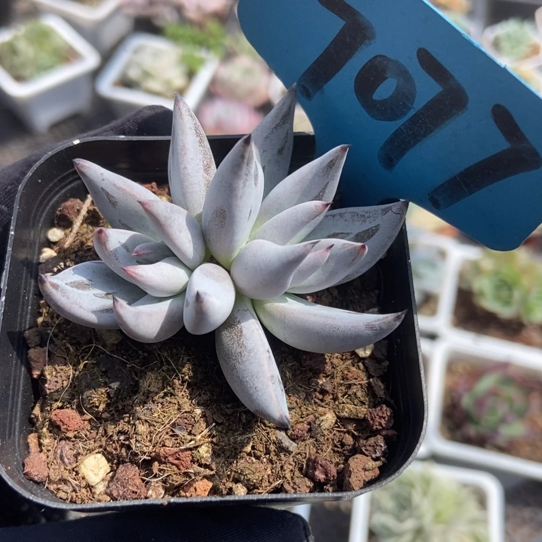 7077魔爪多肉植物保护