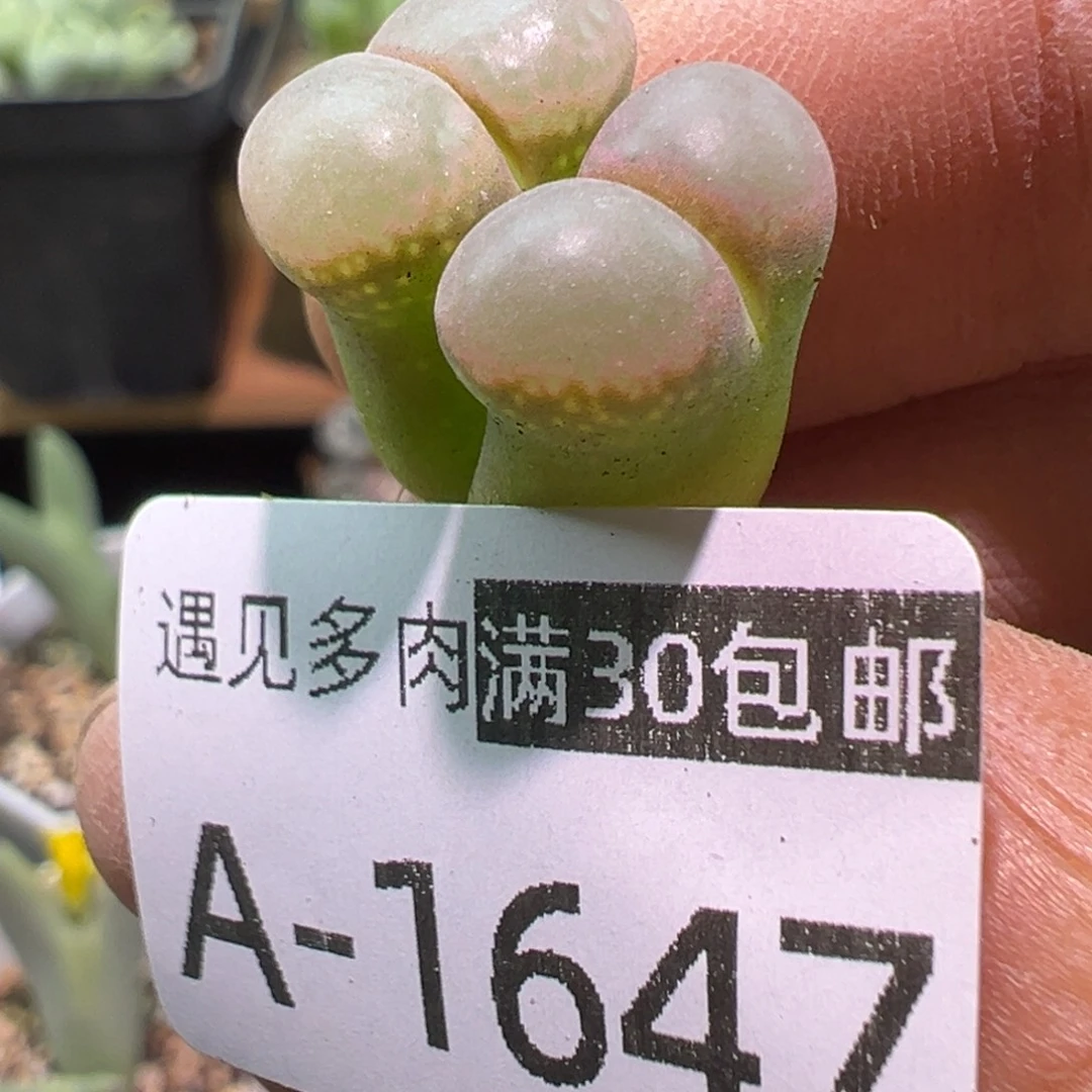 多肉植物11111111111111