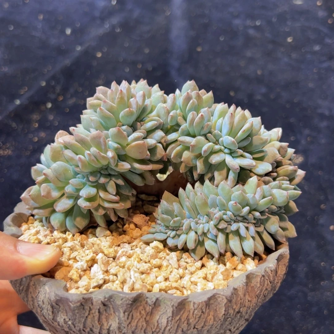 新年快乐 新年快乐