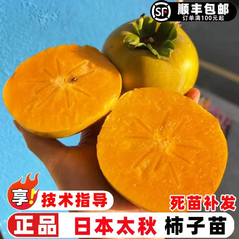 柿子苗树嫁接日本太秋脆甜柿子树苗无核脆柿子树果苗庭院地栽果树