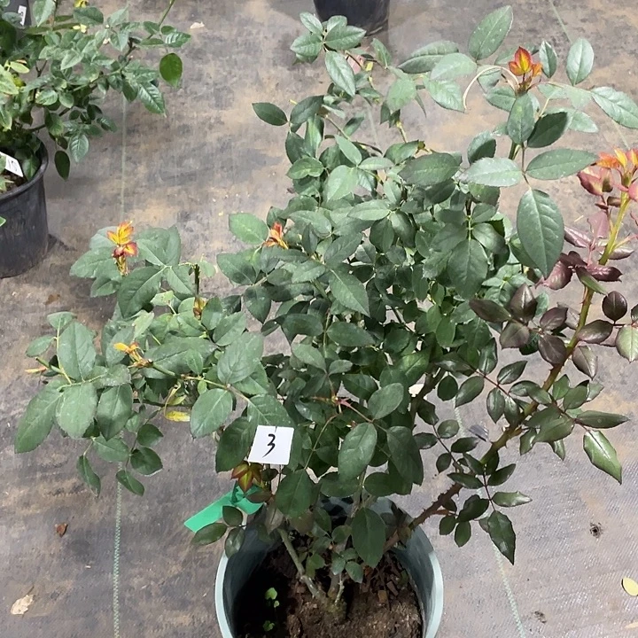 少量花朵（建议范围：2朵-5朵 或40%以下）3詹尼斯