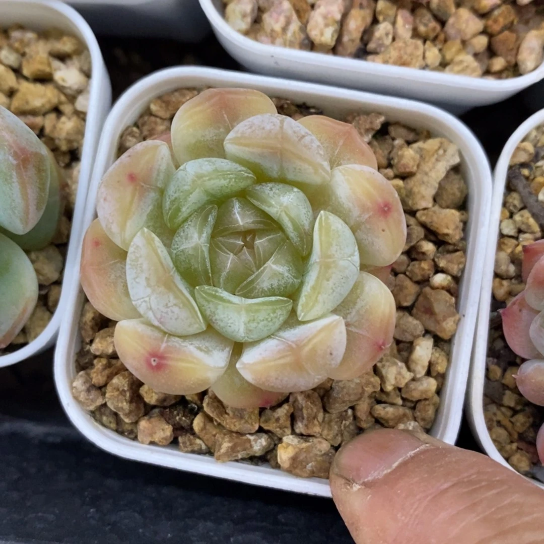 精品多肉一物一拍不包整278