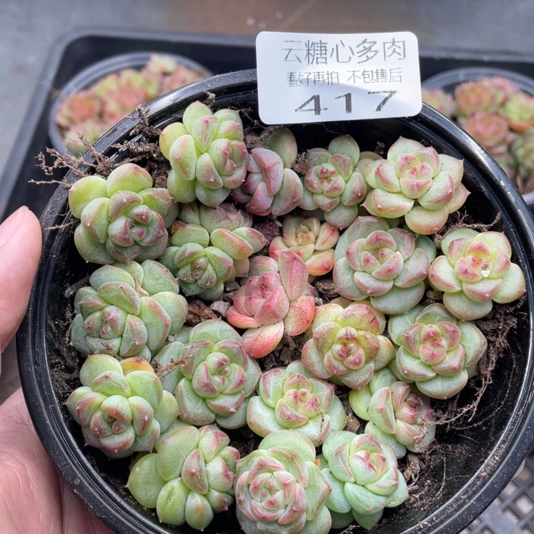 云糖心多肉植物417