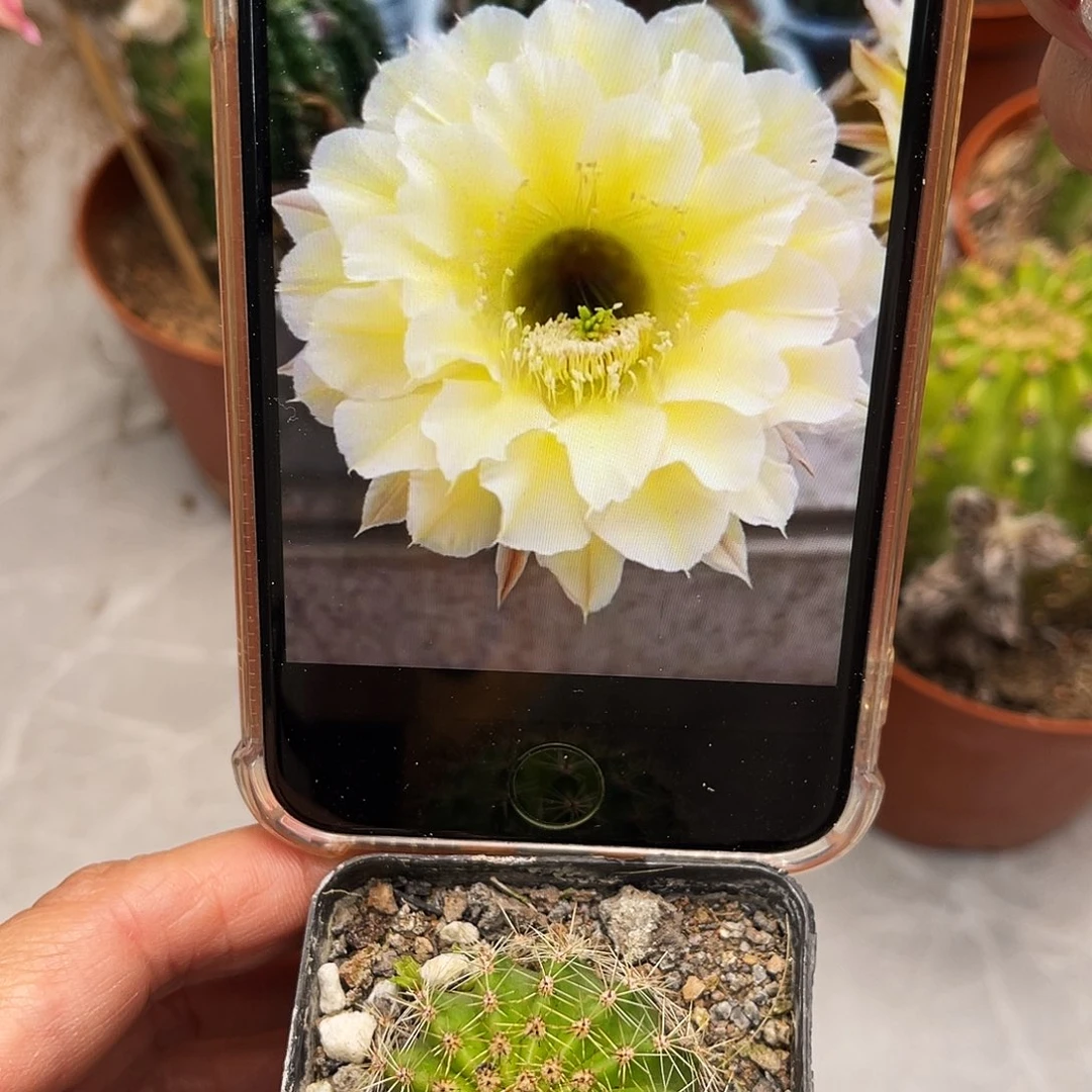 彩草001带根3公分左右