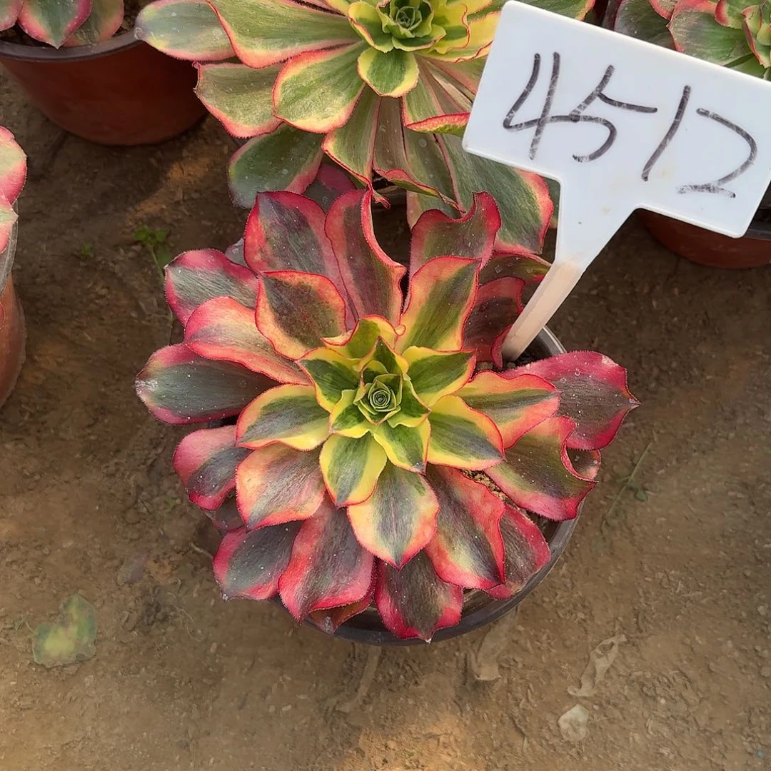 4512魅影多肉法师