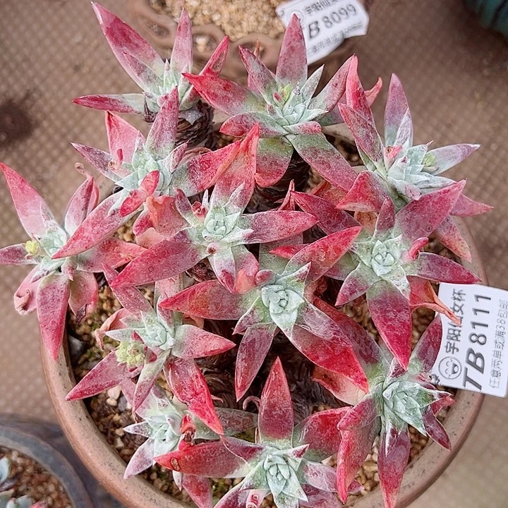 8111刘丹白雪仙女杯多肉