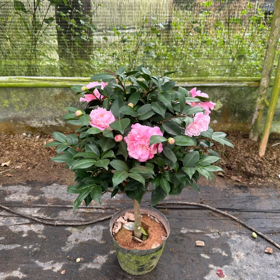 香妃山茶花树苗带花苞浓香好养活室内外阳台盆栽花卉绿植