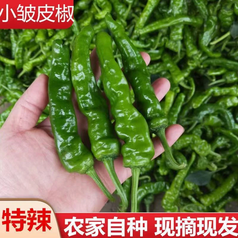 新鲜特辣青辣椒小皱皮炒辣鸡小皱皮现摘现发