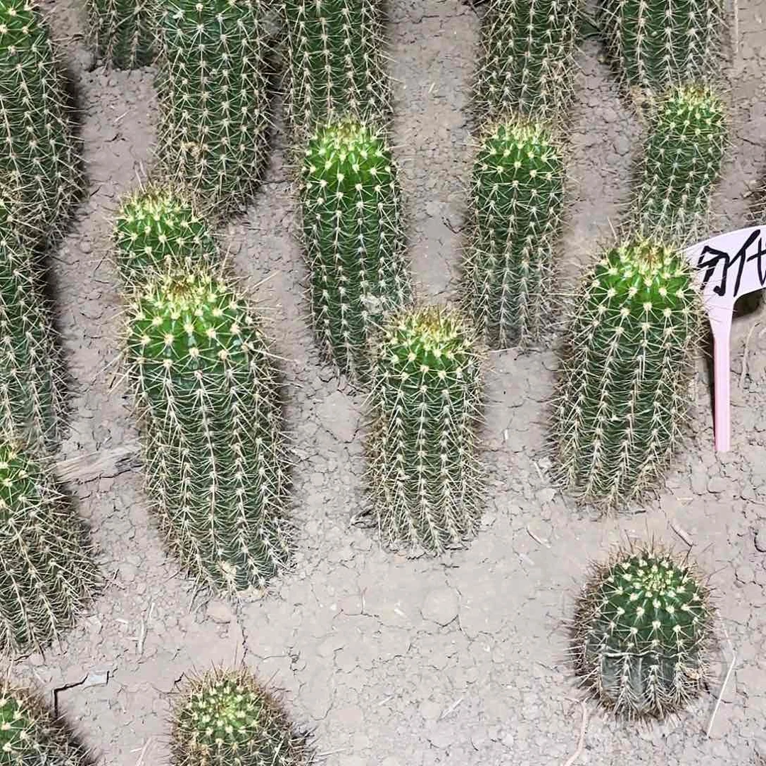 粉袋毛花带根仙人球瑕疵瑕疵