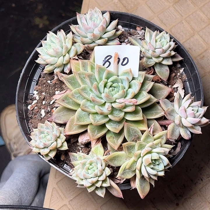 微**?800////////////////