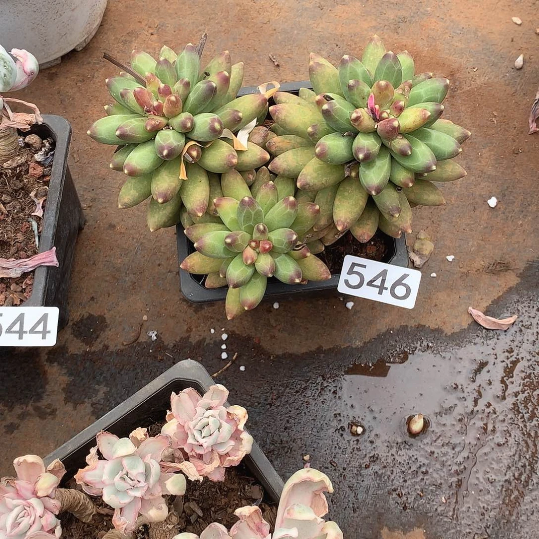 546 一物一拍多肉