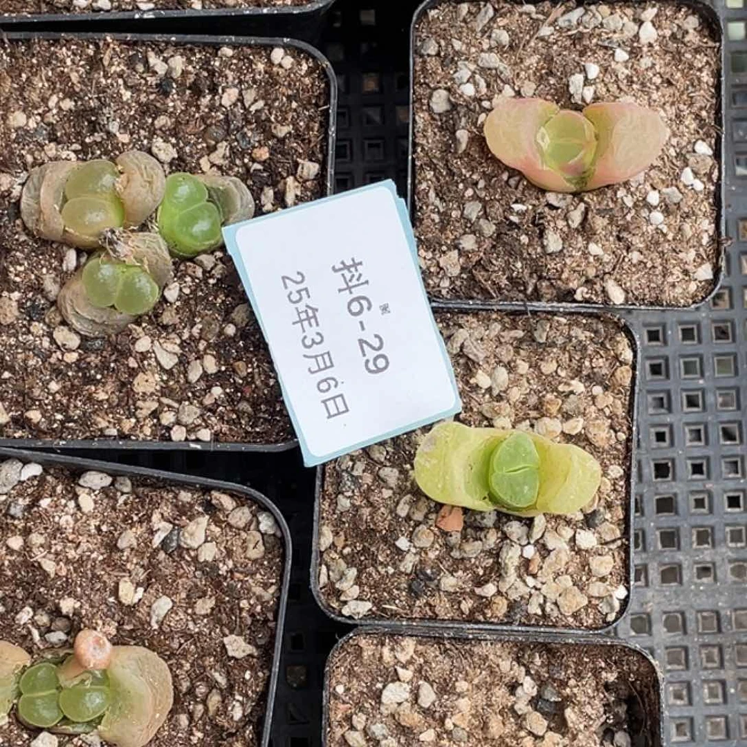 姬**君6-29肉锥多肉植物