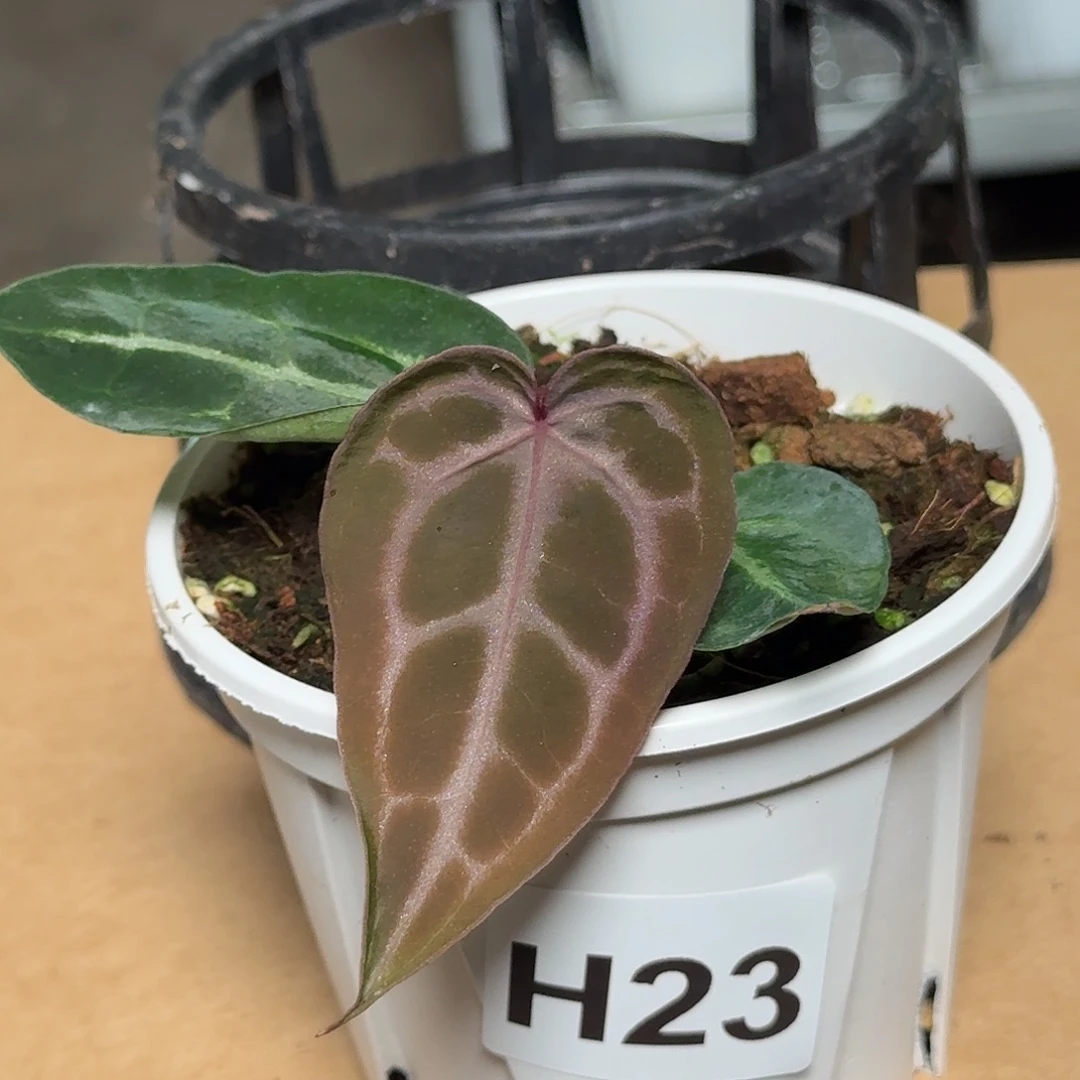 完全开放H23紫水晶杂