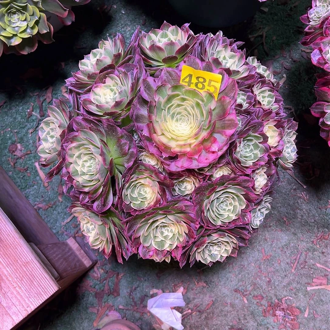 485海王法师多肉植物