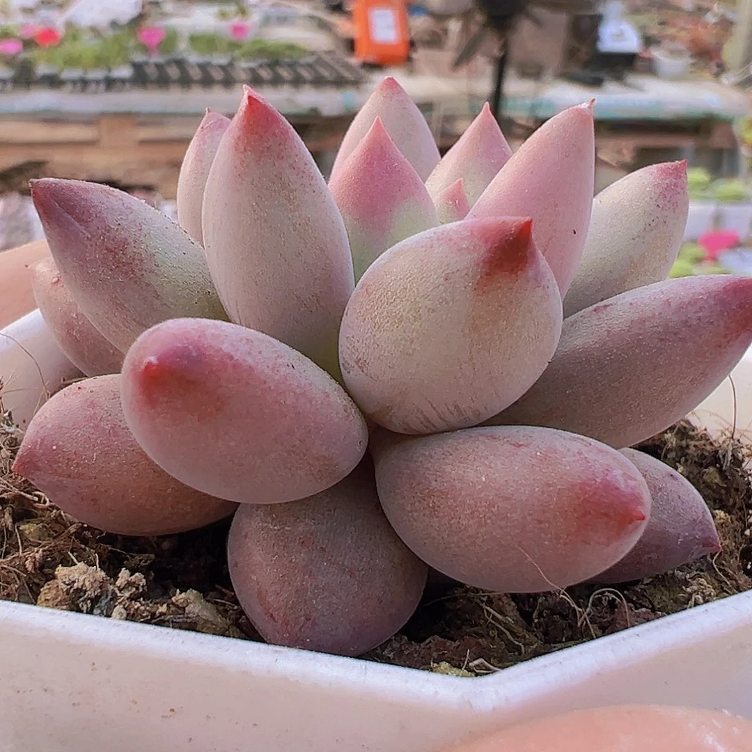 金鱼姬19包邮多肉