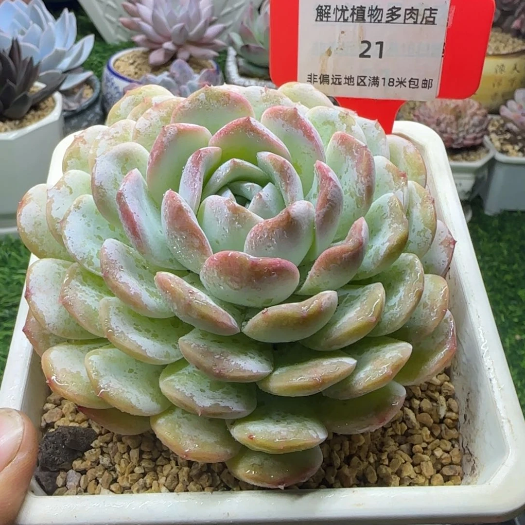 解忧多肉植物编号21