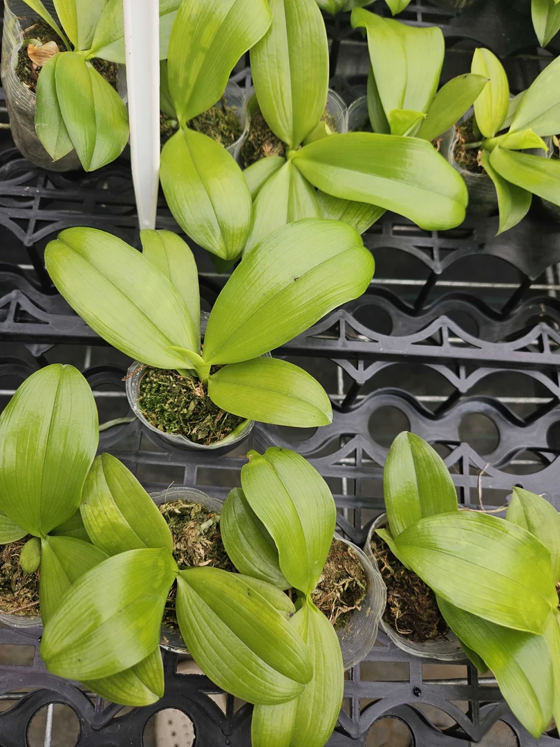 盾花 芋头色 芋头盾 原生浓香型蝴蝶兰花 1.7寸杯 福利款 小苗小