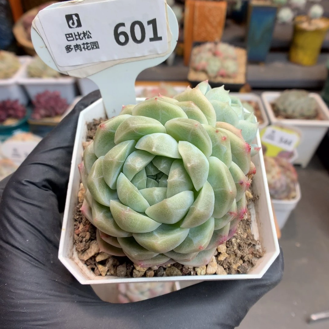 601 钻石珍妮糖心多肉