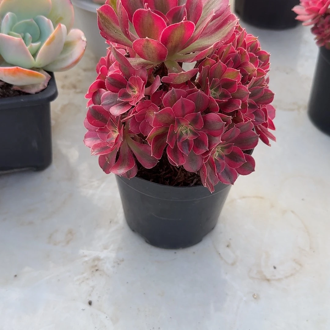 &***&粉女巫多肉植物一颗