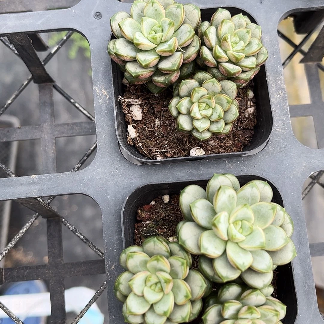 葡萄三头群一颗量拍多肉3单包邮满26元多发一颗下午发货