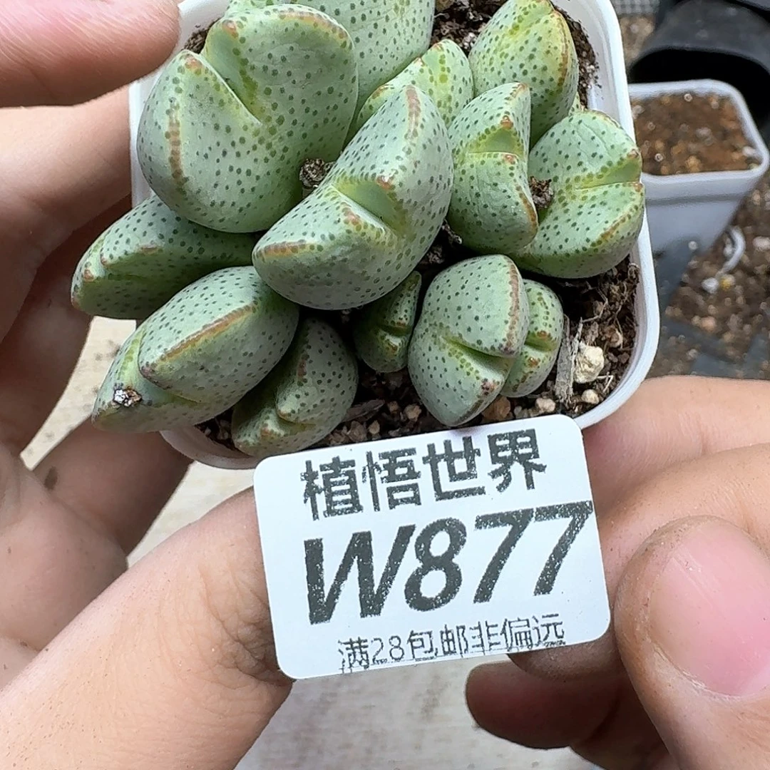 多肉植物的润泽egb