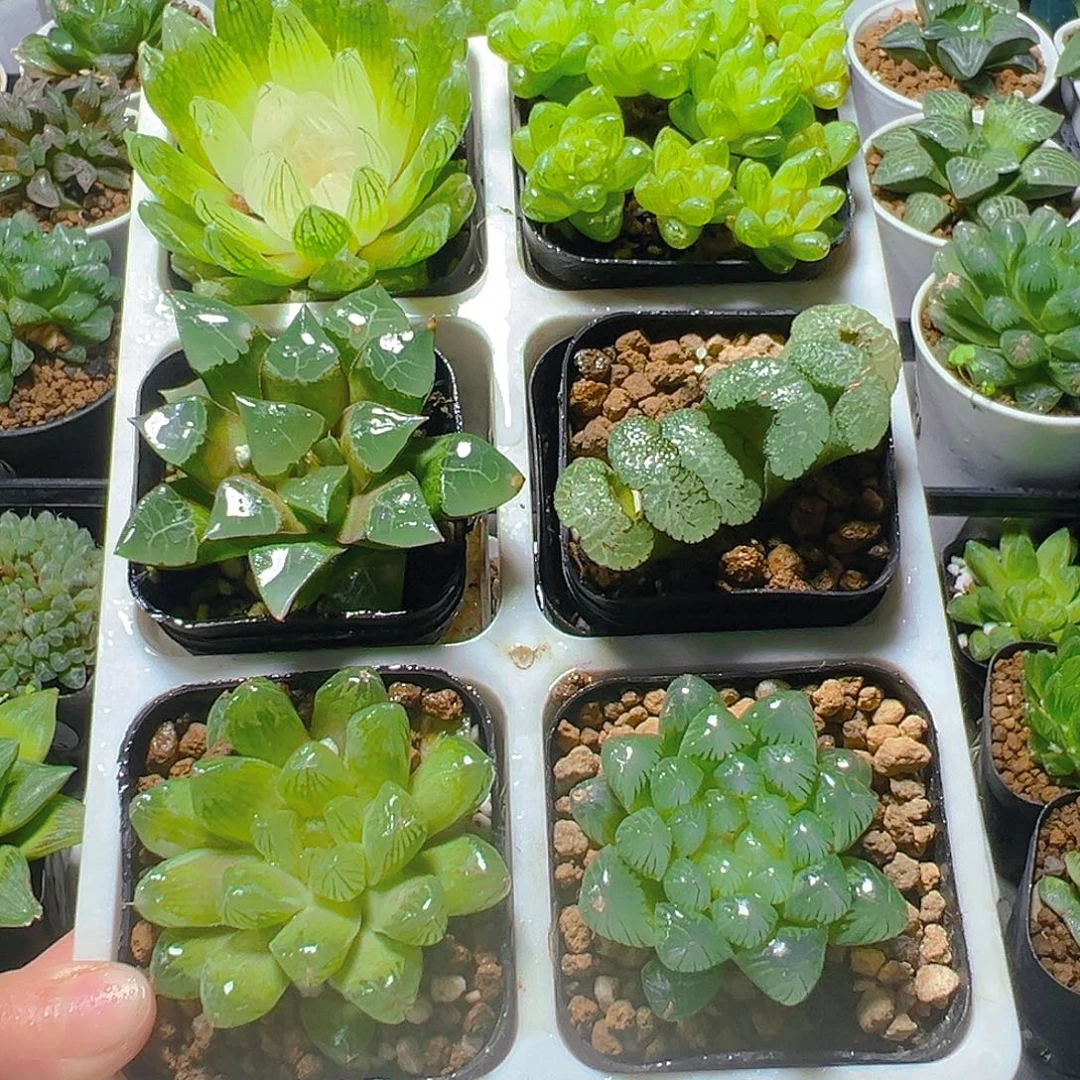 六盆玉露套餐多肉（不带托架）