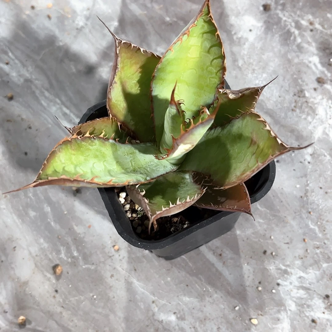 垂****控龙舌兰雷鬼时刻随单10