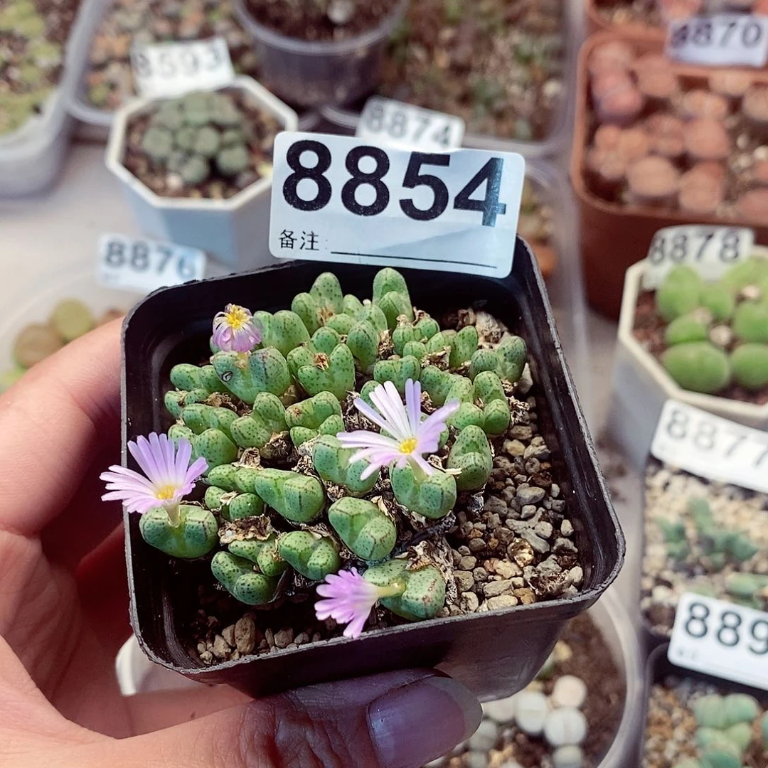 8854啦啦啦啦啦啦啦