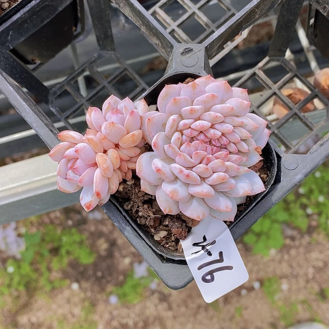 24-76- 福利星星橙zhui一颗 默认散 一物一拍